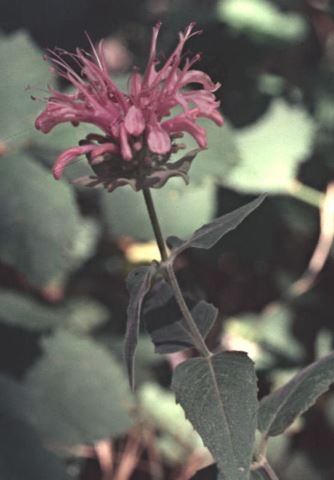 Monarda Species, Bee Balm, Beebalm, Mint-leaved Bergamot, Wild Bergamot