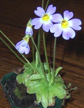 Pinguicula Species, Southern Butterwort