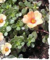 Wingpod Purslane Yubi Summer Joy Apricot