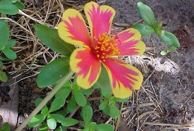 Purslane, Pigweed Duet Rose Improved