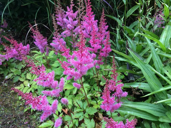 Astilbe, Chinese Astilbe, False Spirea, False Goats Beard Intermezzo