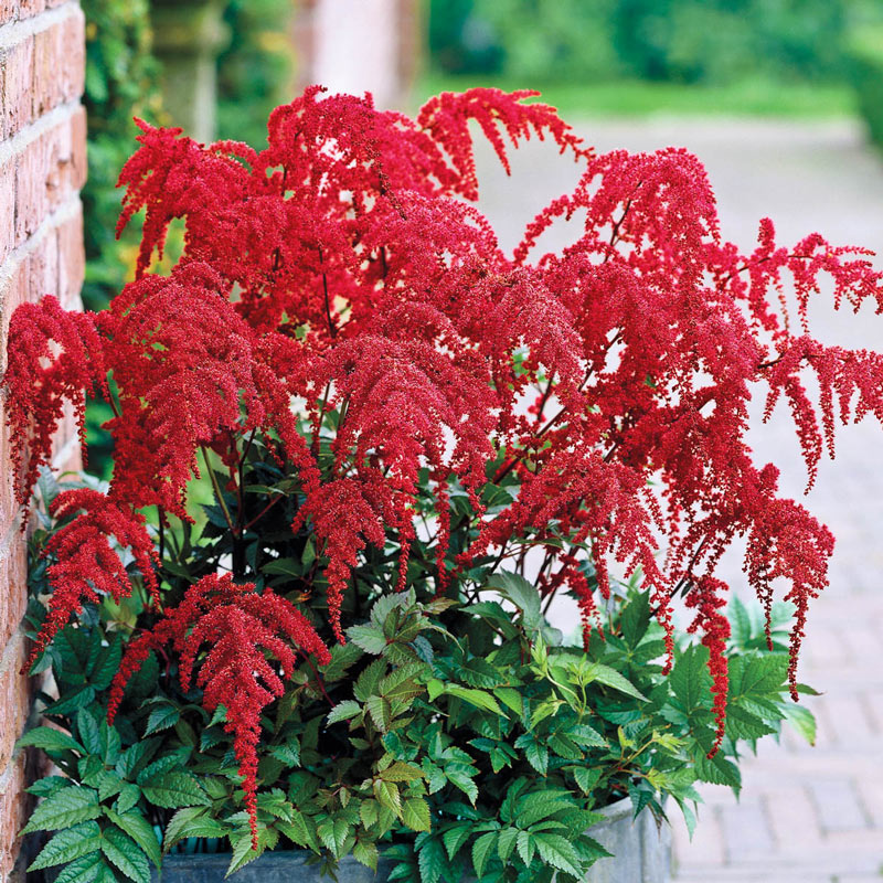 Astilbe, False Spirea, False Goats Beard Red Charm