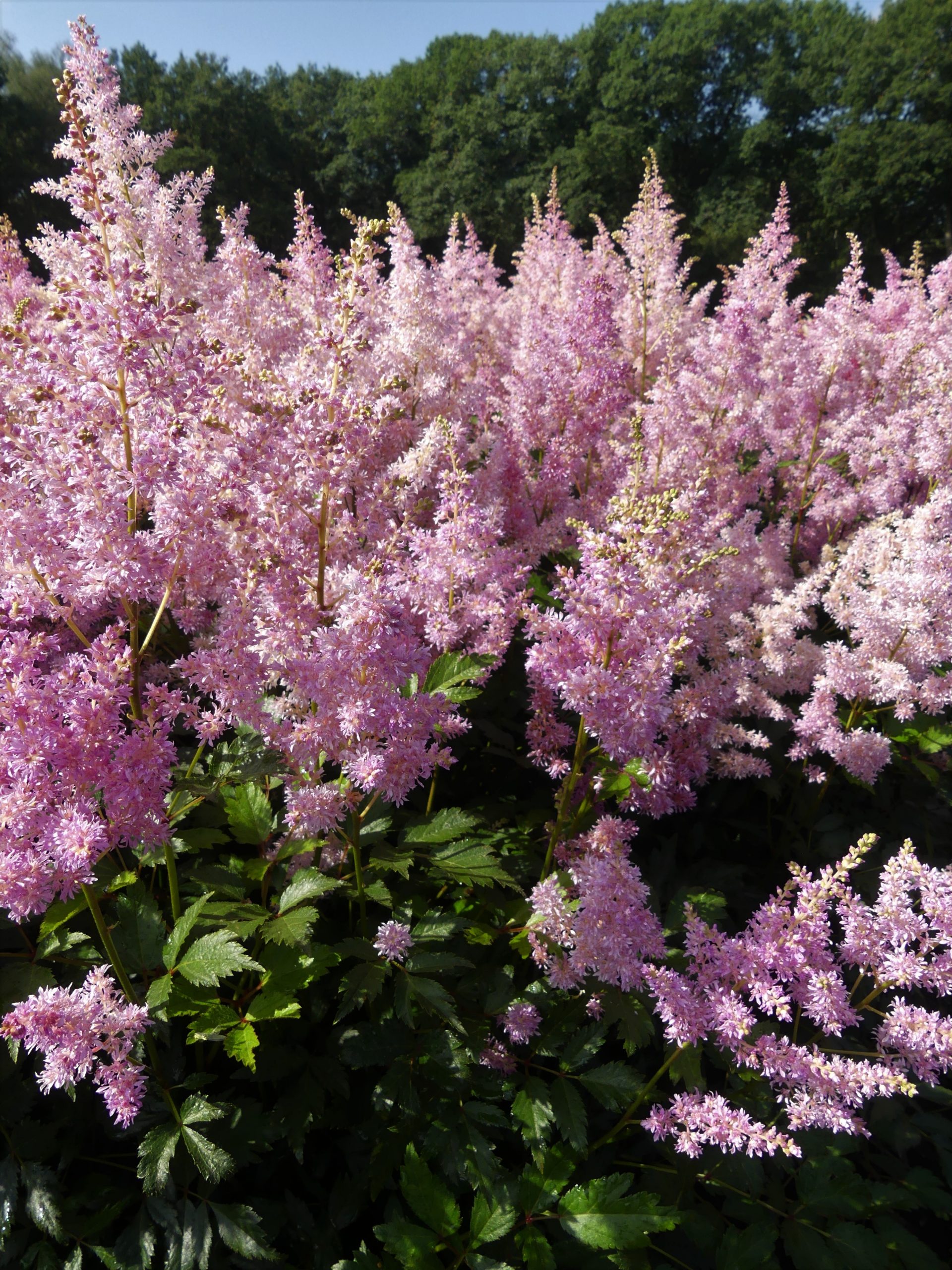 Astilbe, False Spirea, False Goats Beard Amerika