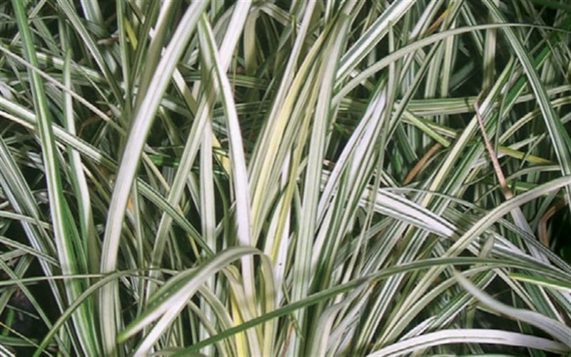 Ophiopogon, Variegated Mondo Grass, Monkey Grass Silver Mist