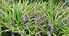 Liriope, Creeping Lily Turf, Lilyturf, Monkey Grass 'Franklin Mint'