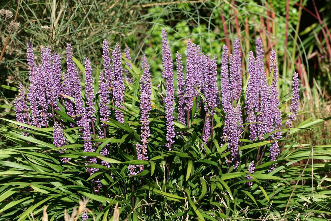 Liriope, Lily Turf, Lilyturf, Monkey Grass Webster Wideleaf