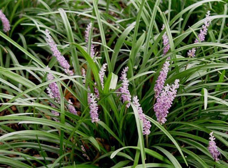 Liriope, Lily Turf, Lilyturf, Monkey Grass Samantha