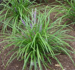 Liriope, Lily Turf, Lilyturf, Monkey Grass 'Majestic'