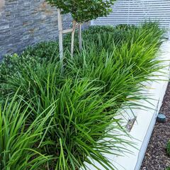Liriope, Giant Lily Turf, Lilyturf, Monkey Grass 'Evergreen Giant'