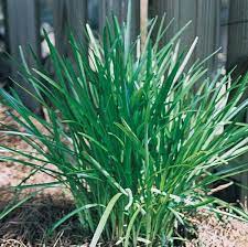 Liriope, Lily Turf, Lilyturf, Monkey Grass Densiflora