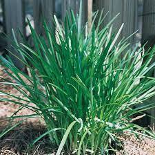 Liriope, Lily Turf, Lilyturf, Monkey Grass 'Densiflora'