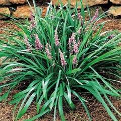 Liriope, Lily Turf, Lilyturf, Monkey Grass 'Christmas Tree'