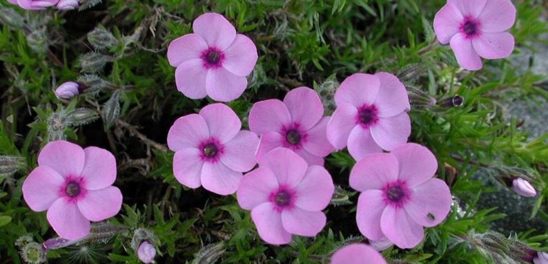 Phlox Benita