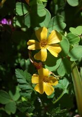 Oxalis Species, Spiral Sorrel, Wood Sorrel