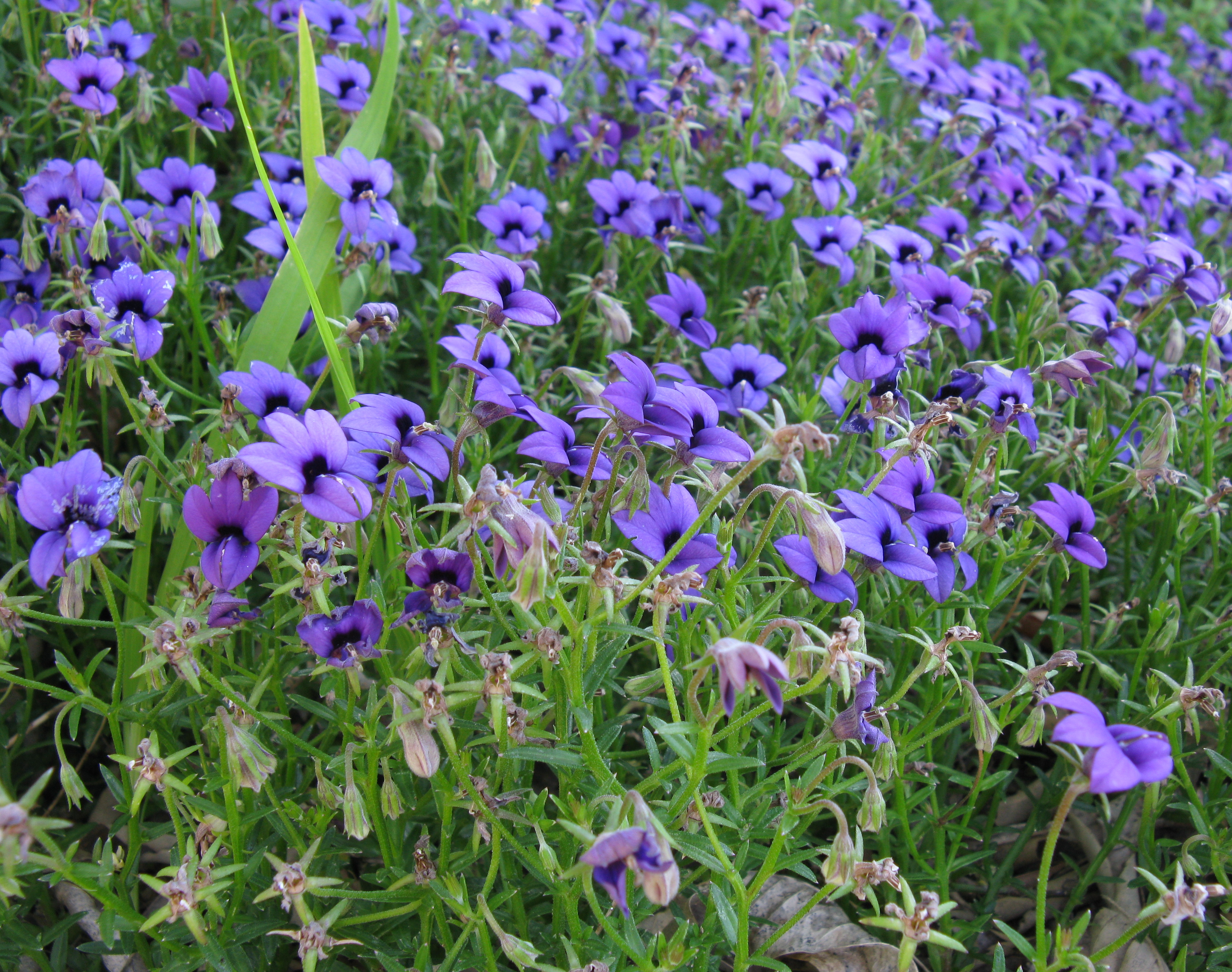 Monopsis
