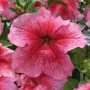 Petunia, Grandiflora Petunia Prism Strawberry Sundae