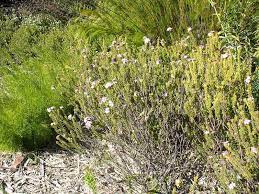 Acmadenia Species, Buchu, Boegoe