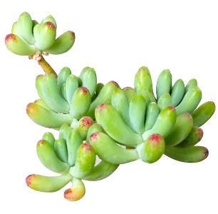 Sedum Greenbeans