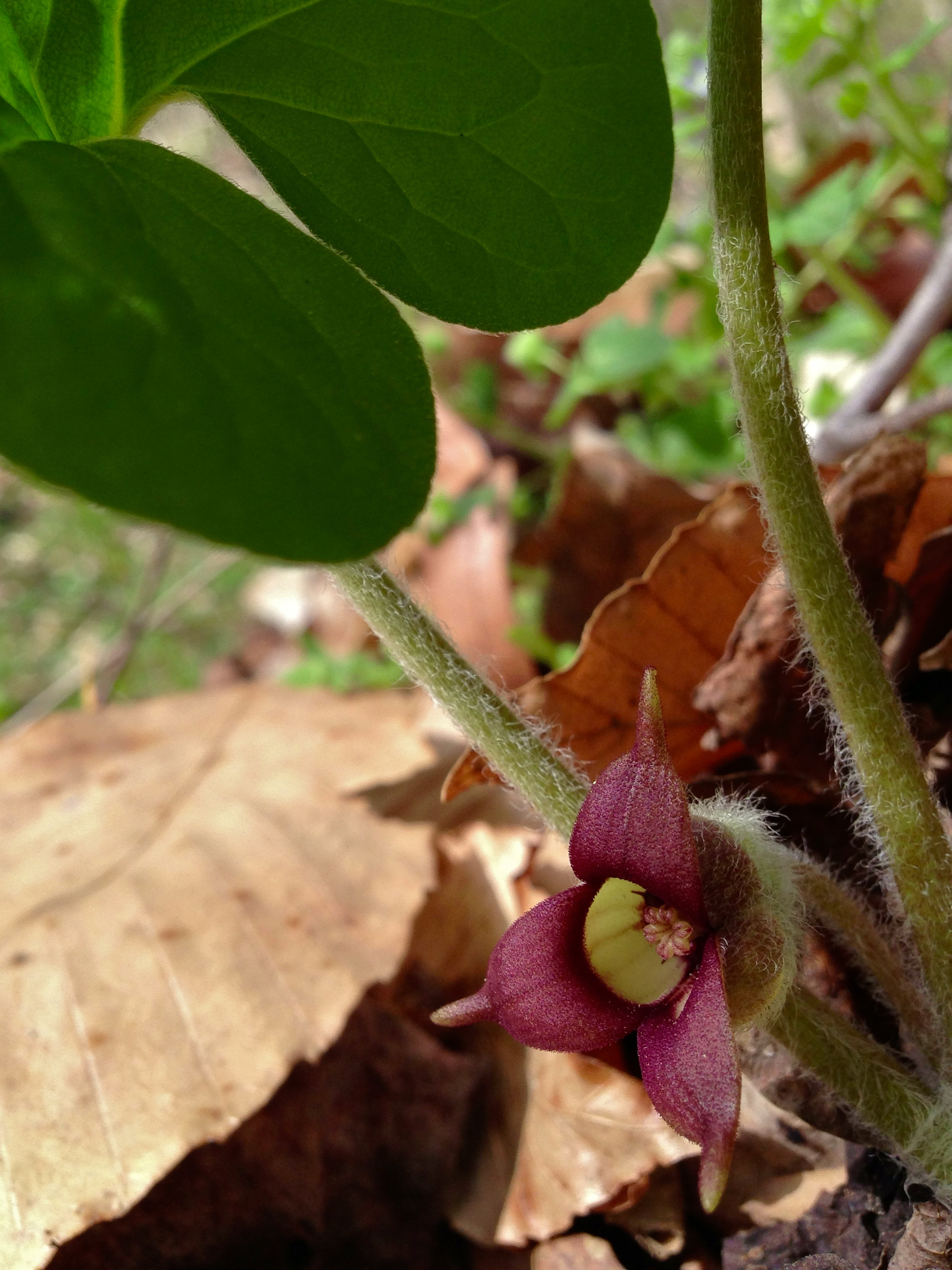 Asarum Species, Ginger, Wild Ginger