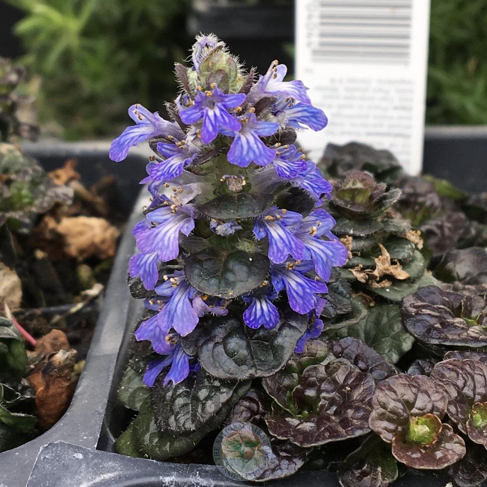 Ajuga, Metallic Pyramidal Bugleweed, Carpet Bugle, Bugleweed Purple Crispa
