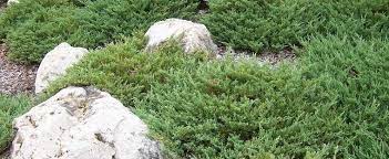 Creeping Juniper, Trailing Juniper, Creeping Cedar Andorra