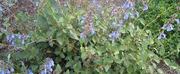 Salvia Species, Columbian Blue Ivy Sage, Ground Ivy Sage