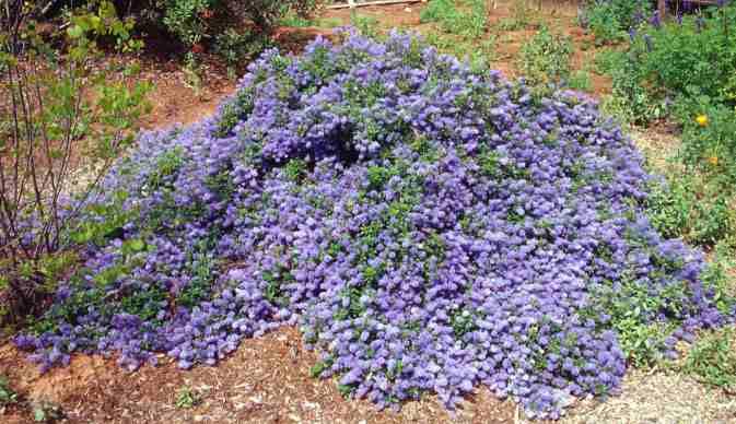 Ceanothus, California Lilac, Creeping Mountain Lilac Joyce Coulter