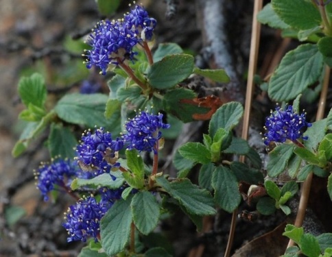 Ceanothus Species, Pine Mat Ceanothus, Pinemat