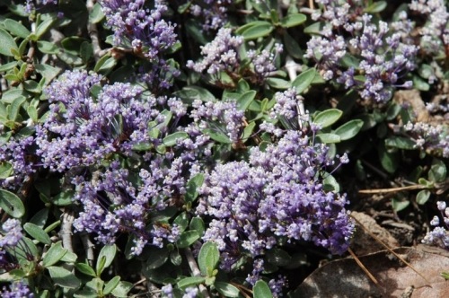 Ceanothus Species, Fresno Ceanothus, Fresno Mat