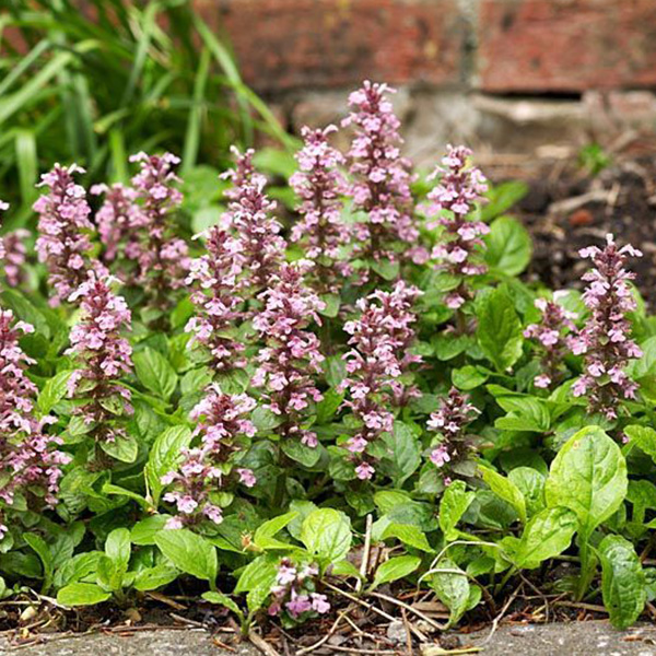 Ajuga, Bugle, Bugleweed, Carpet Bugle Pink Surprise