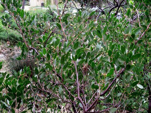 Arctostaphylos, Manzanita Indian Hill