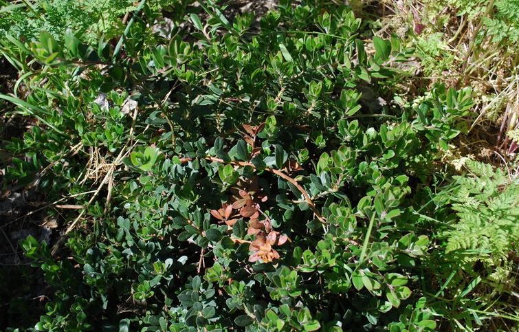 Arctostaphylos, Manzanita Carmel Sur