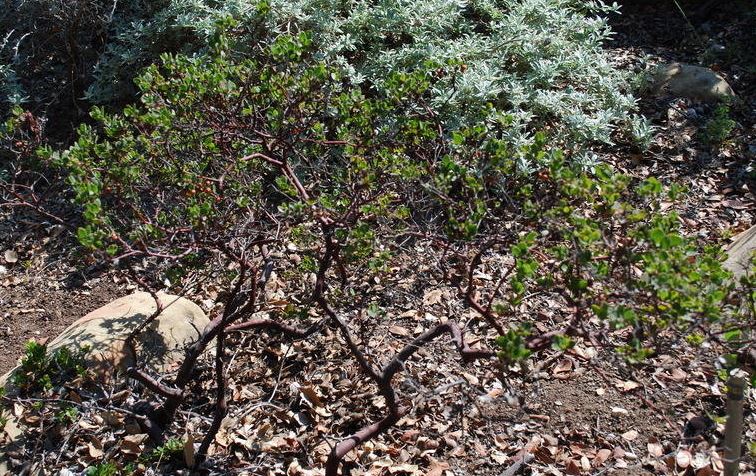 Arctostaphylos, Manzanita Danville