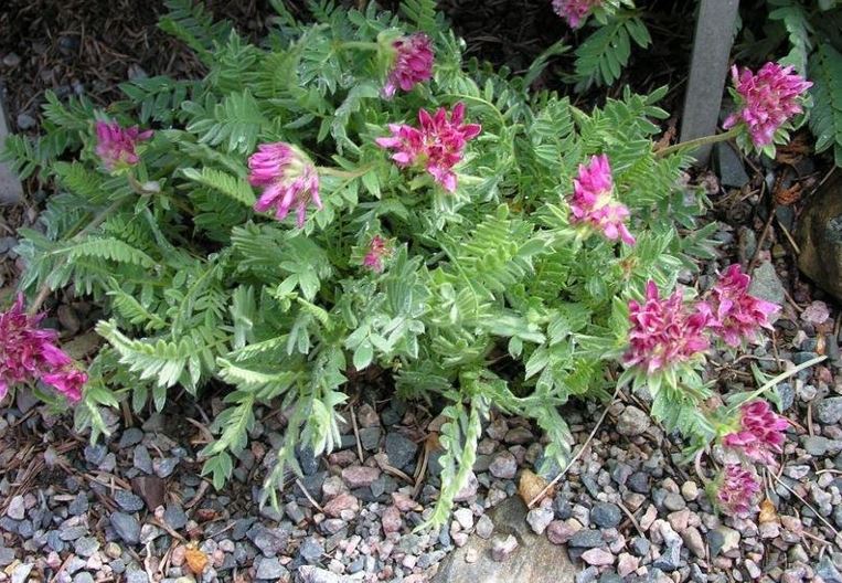 Anthyllis Species, Mountain Kidney Vetch
