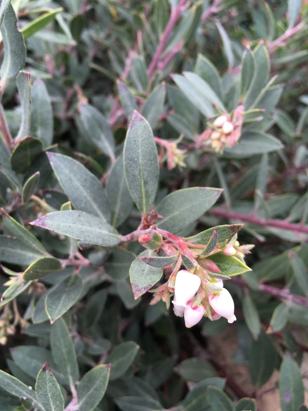 Arctostaphylos Species, Bearberry, Pacific Manzanita