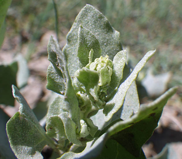 Etriplex Species, Saltbush, San Joaquin Orach