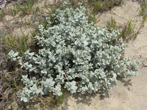 Atriplex Species, Beach Saltbush, Sand Mat