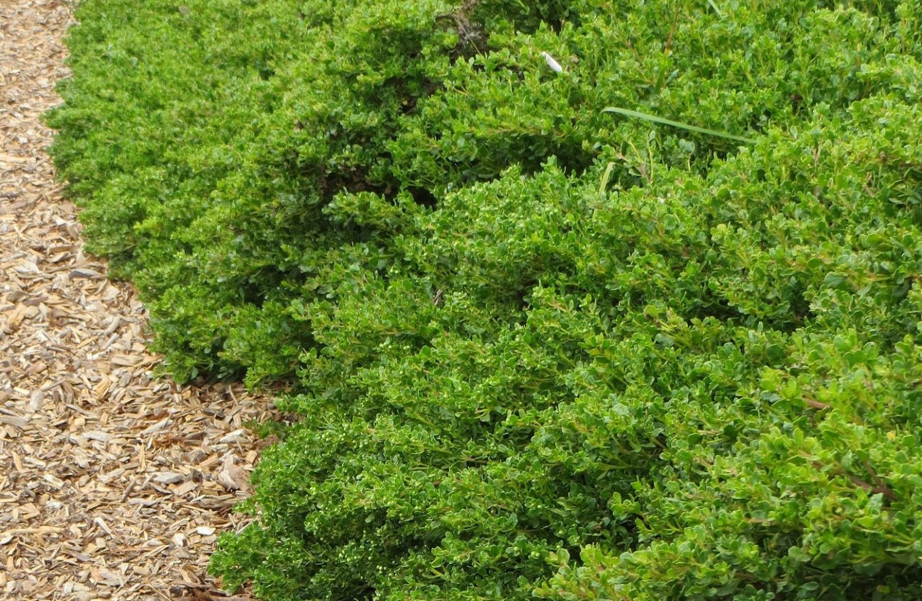Baccharis, Dwarf Coyote Brush Pigeon Point
