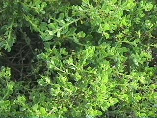 Baccharis, Dwarf Bachharis Santa Ana