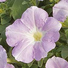 Petunia, Trailing Petunia Ramblin Lilac Glo