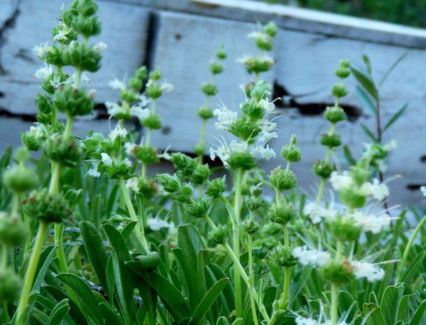 Salvia, Golden Creeping Sage Farmar-Bower