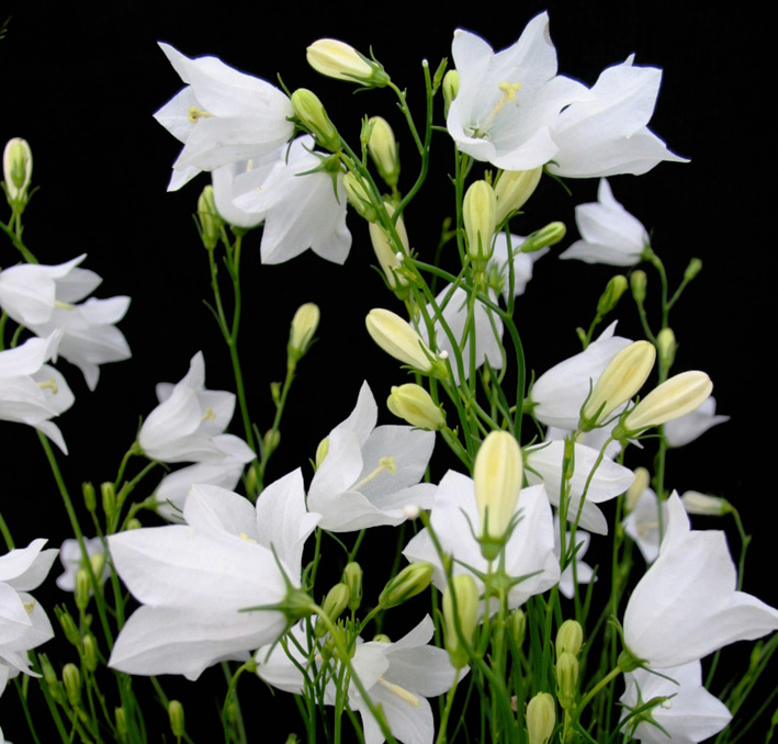 Campanula, Bluebells of Scotland, Harebell, Scottish Harebell White Gem