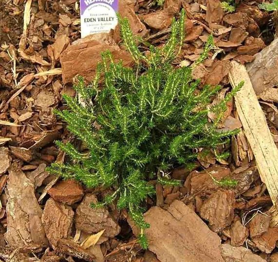 Erica, Bell Heather, Grey Heath, Scotch Heath Eden Valley
