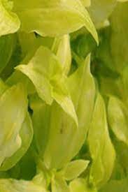 Tradescantia, Wandering Jew, Inch Plant Aurea
