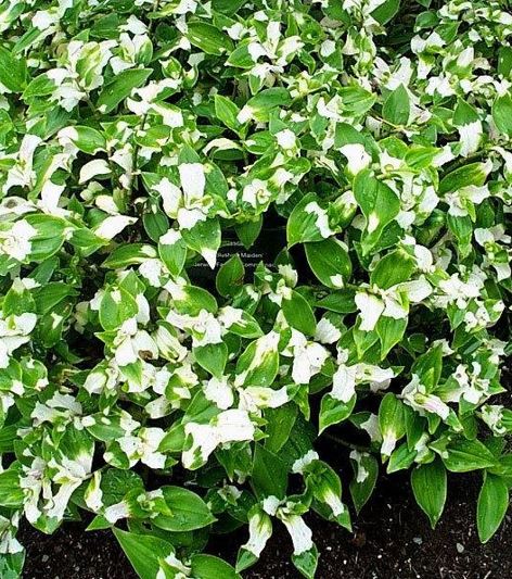 Tradescantia, Wandering Jew, Inch Plant Maidens Blush