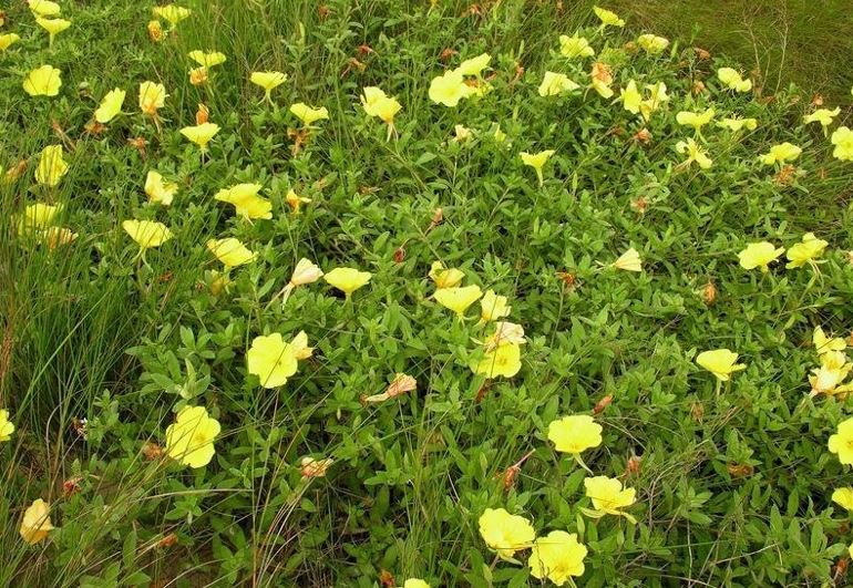 Oenothera Species, Beach Evening-Primrose, Evening Primrose