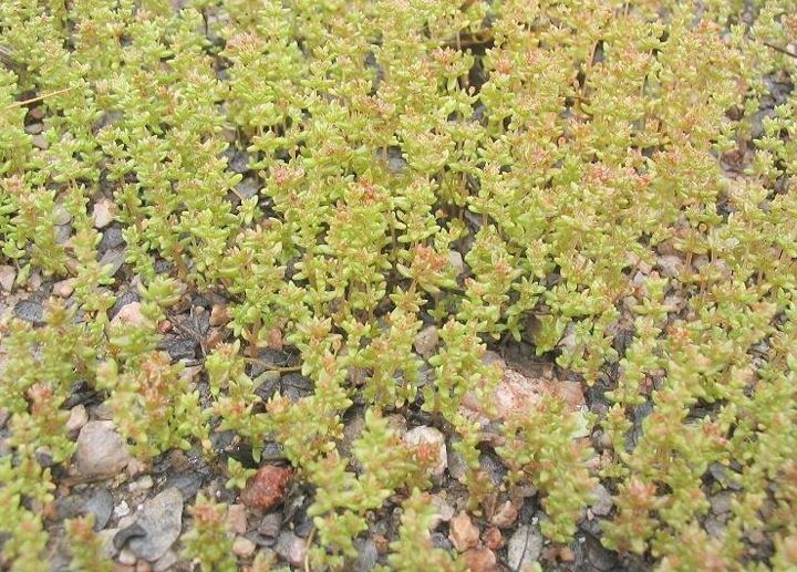 Crassula Species, Sandy Pygmy Weed, Pygmy Stonecrop