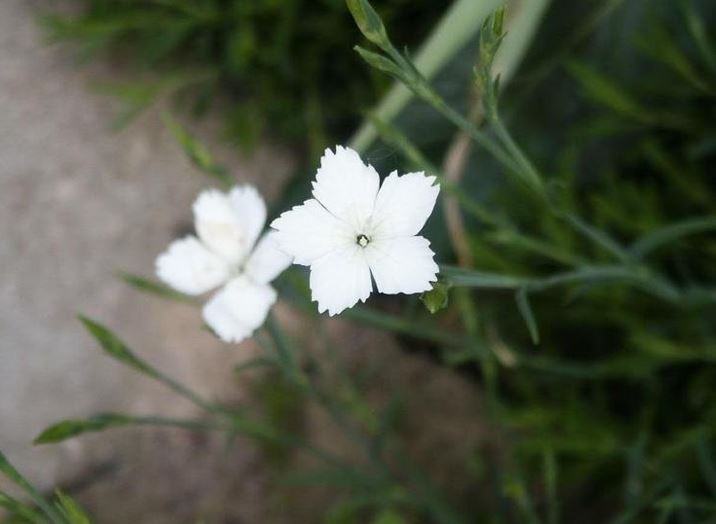 Dianthus, Maiden Pinks Albus