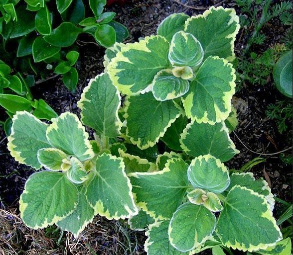 Plectranthus Lemon Twist