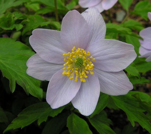 Anemone, Wood Anemone, European Wood Anemone Allenii